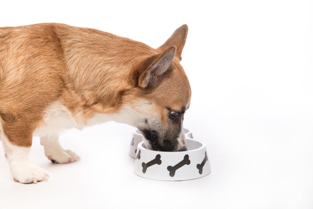 Puppy eating foot pembroke corgi dog eats food from bowl – The First 48 Hours with a New Puppy
