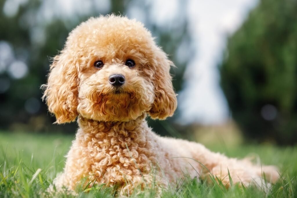 Poodle on the grass dog in nature dog of the poodle breed the puppy lying smiling and poses for – 7 Things You Can Ask an Online Vet