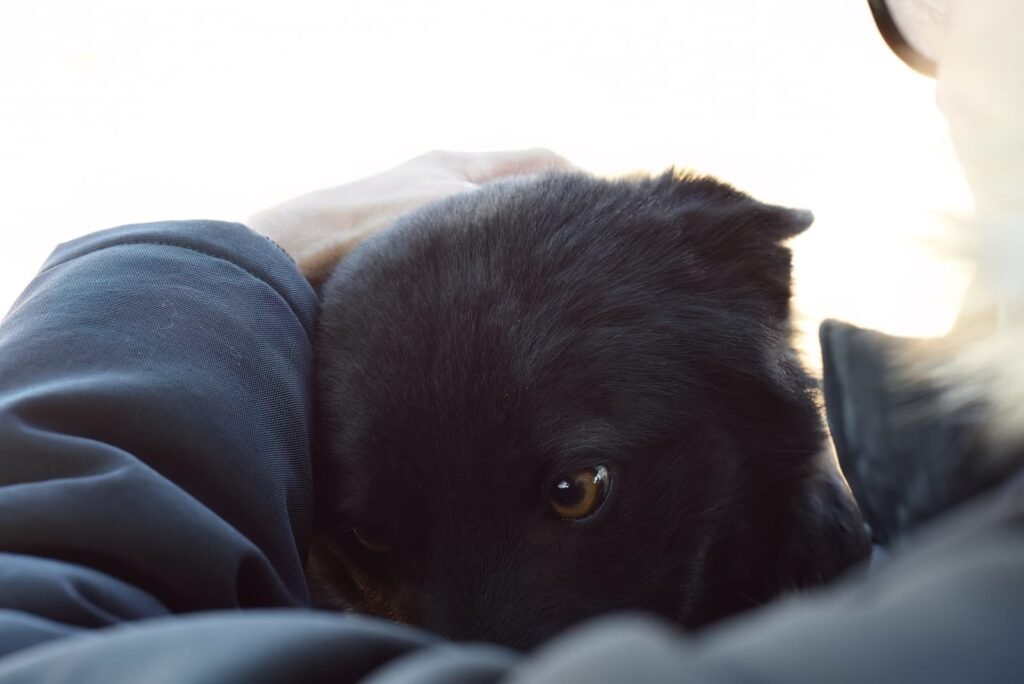 Dog body language scared stray dog with ears flattened hiding under humand hand