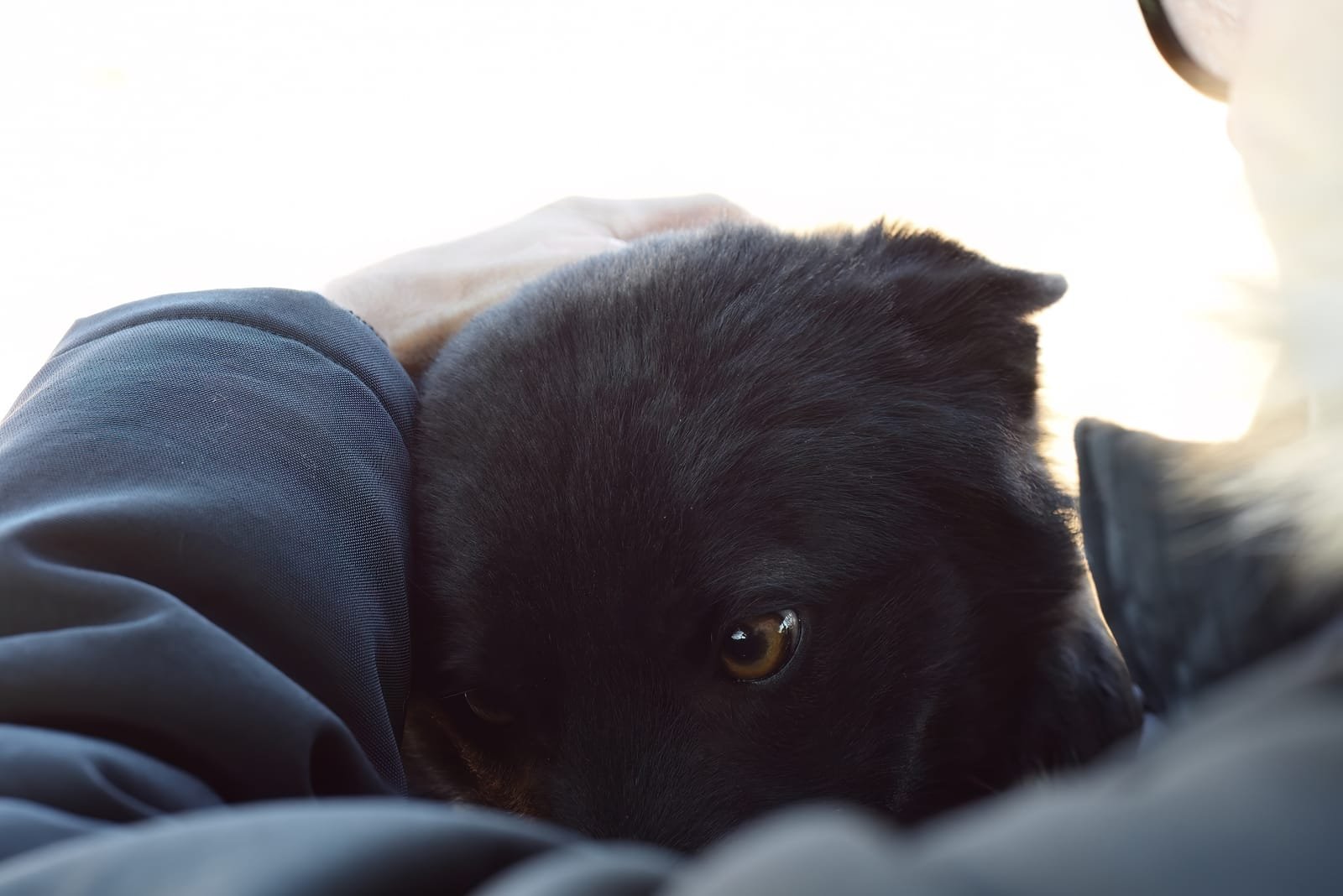 Dog body language scared stray dog with ears flattened hiding under humand hand