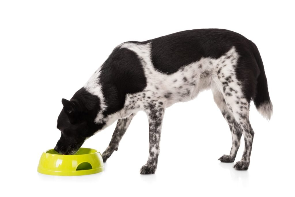 Dog eating food from bowl – Can I Talk to a Vet for Free