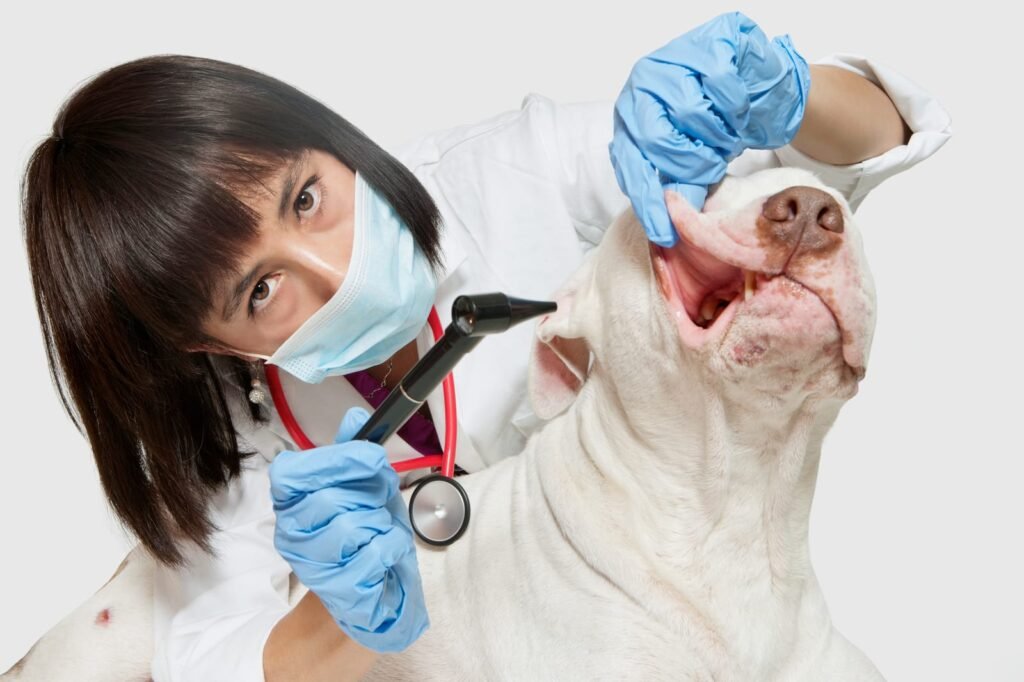 Portrait of female veterinarian examining dog with otoscope over gray background – Can I Wait Until Morning