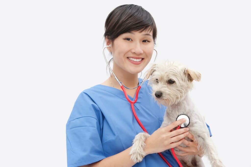 Portrait of asian female veterinarian examining dog over gray background – Dog Vomiting Once vs. Multiple Times