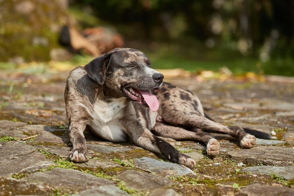 Dog panting heavily in heat – 24/7 Online Vet