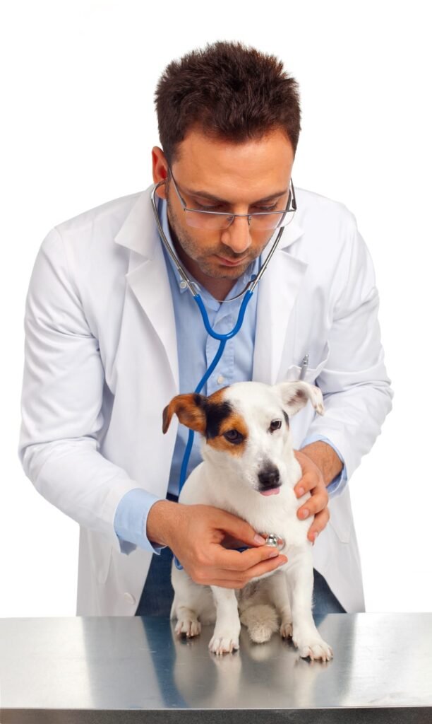 Veterinarian and dog – Is It a Pet Emergency
