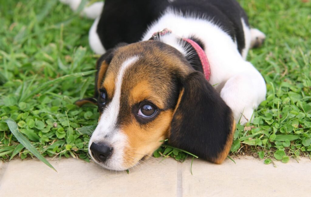 Cute beagle puppy – How Often Should You Take Your Dog to the Vet