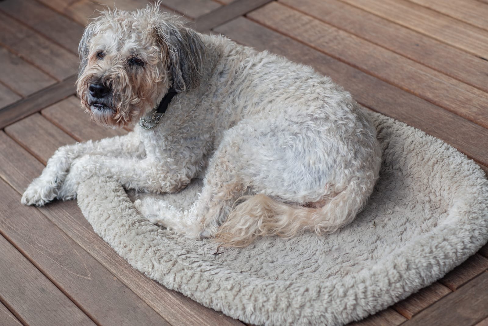 Portrait of an old sick dog lying in his bed on the terrace