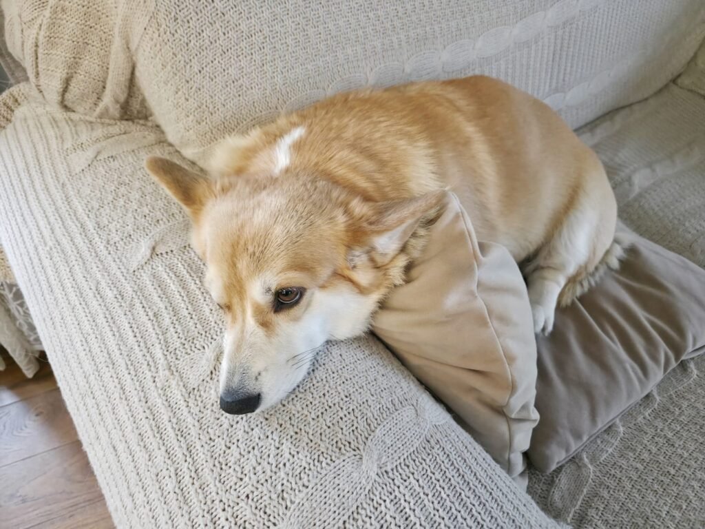 Corgi dog resting its head on a pillow on a cozy couch domestic pet relaxing at home indoors po – Fireworks and Thunderstorms