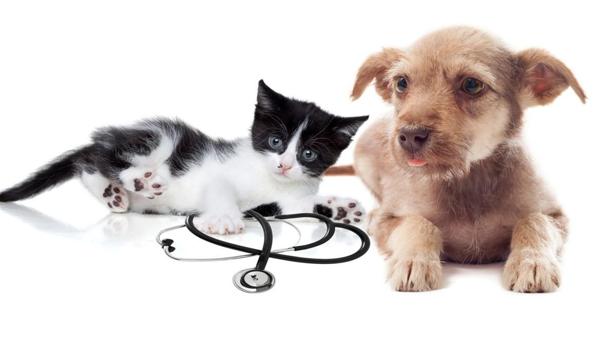 Cat dog puppy kitten stethoscope - Allergies in Cats