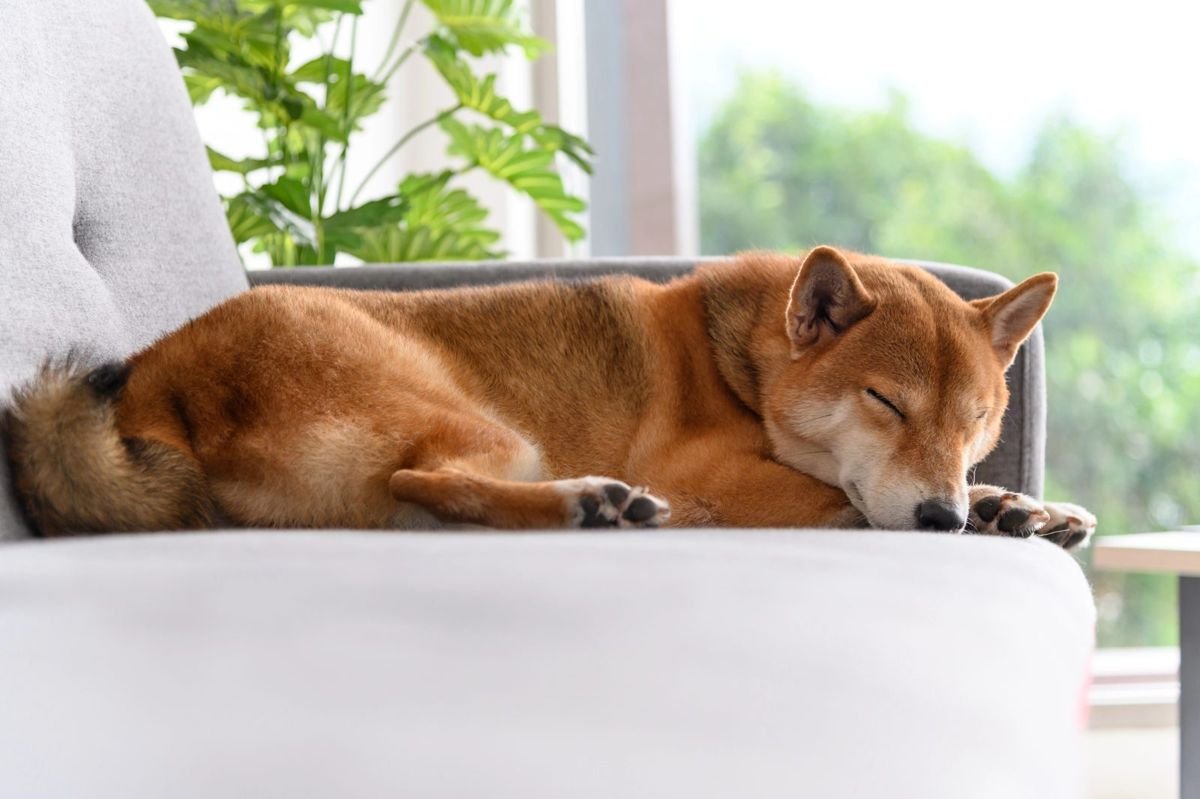 Dog shiba sleep sofa plants - Are Snake Plants Toxic to Cats and Dogs