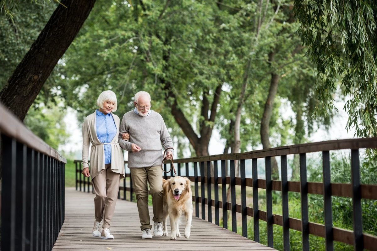 Dog walk senior human golden park - Arthritis in Dogs and Cats