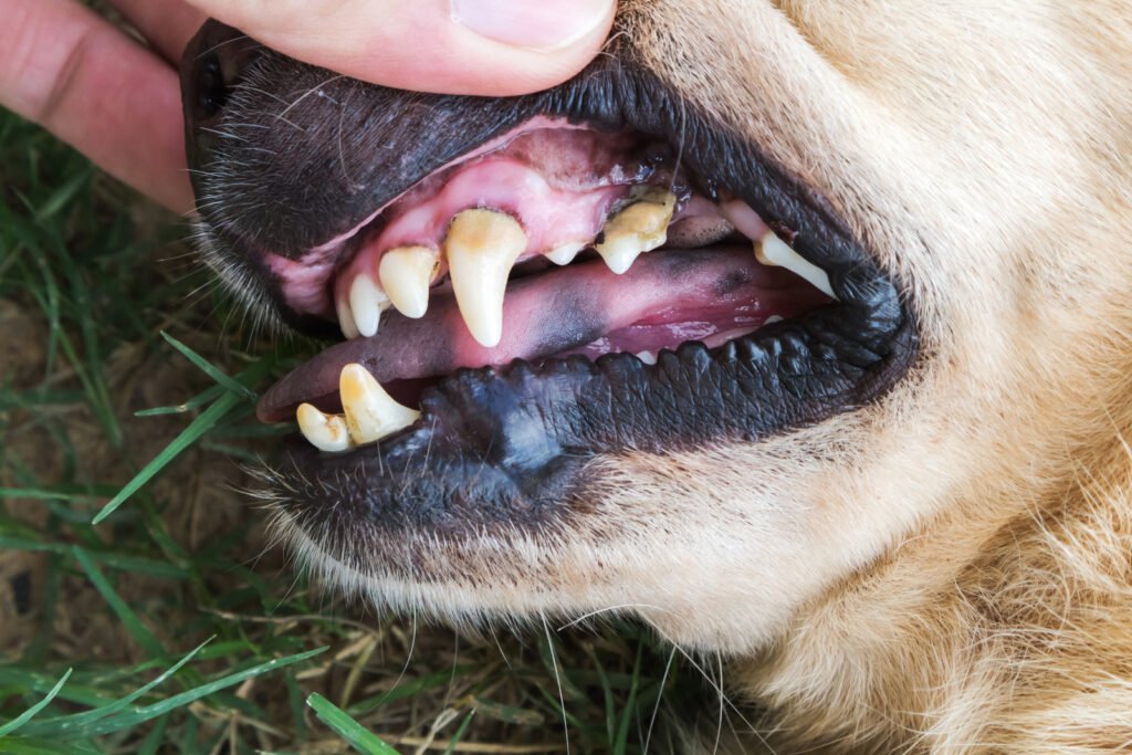 Closeup teeth old dog with tartar dental dog checking – Is This a Pet Emergency