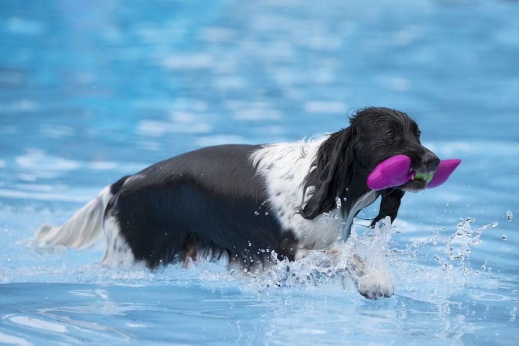 Dog with toy in swimming pool - Blue-Green Algae Poisoning in Dogs
