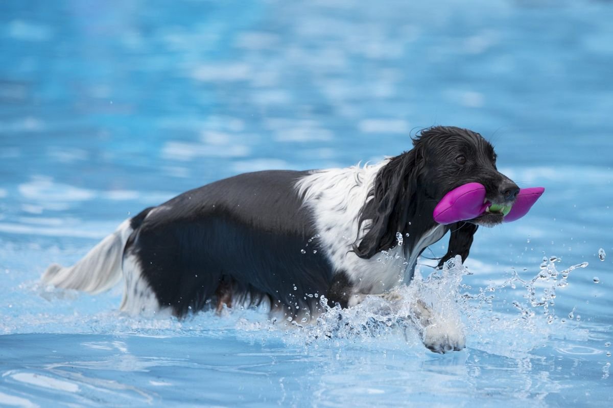 Dog with toy in swimming pool - Blue-Green Algae Poisoning in Dogs