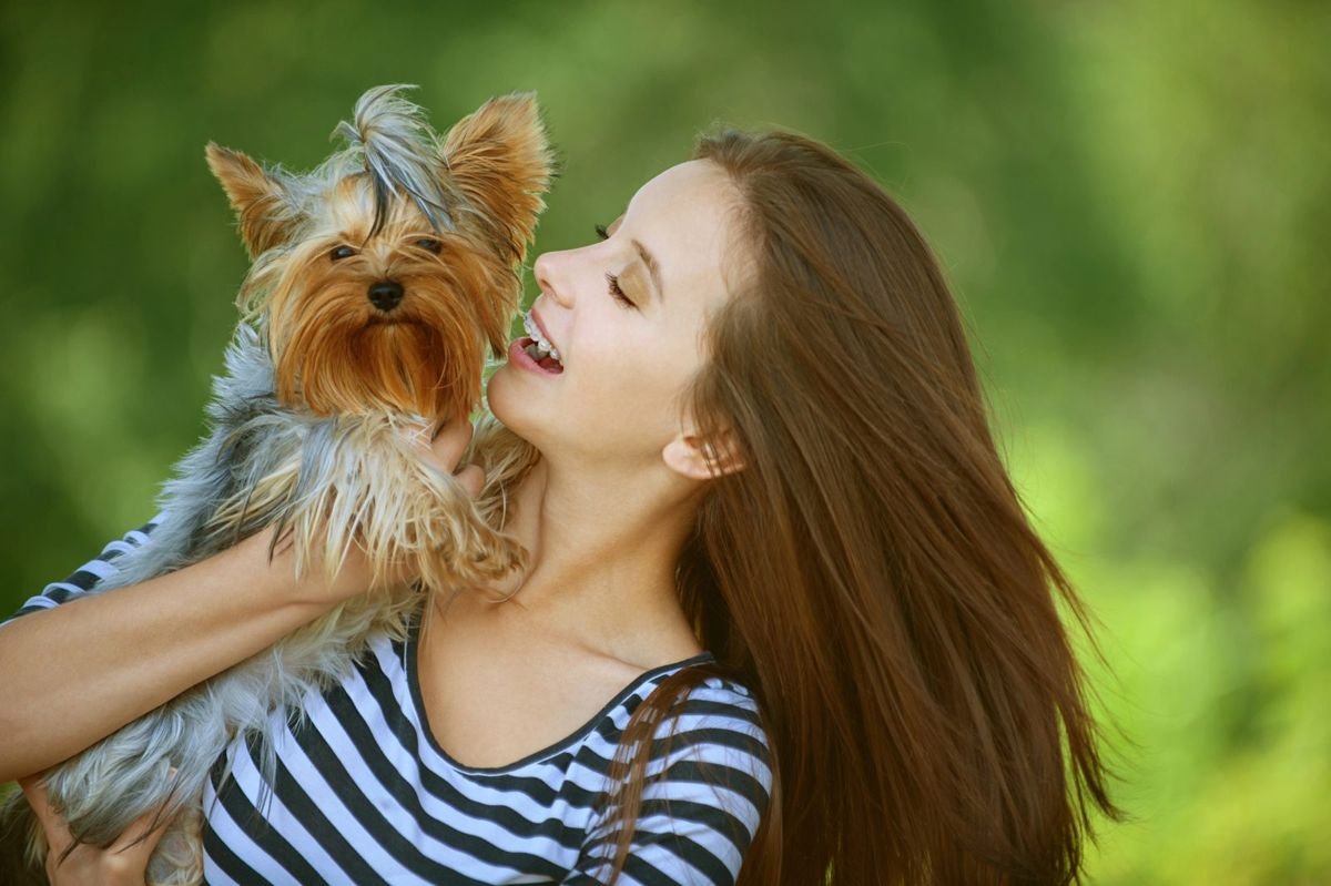 Dog yorkie human hold outdoor - Blue-Green Algae Poisoning in Dogs