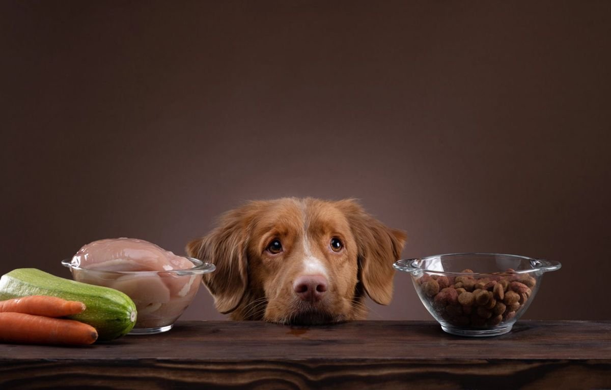 Dog food raw chicken carrot - Can Dogs Eat Chicken? Raw, Cooked, Skin and Bones