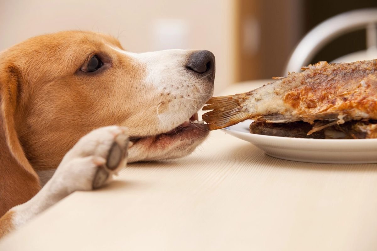 Dog beagle chicken bone human food