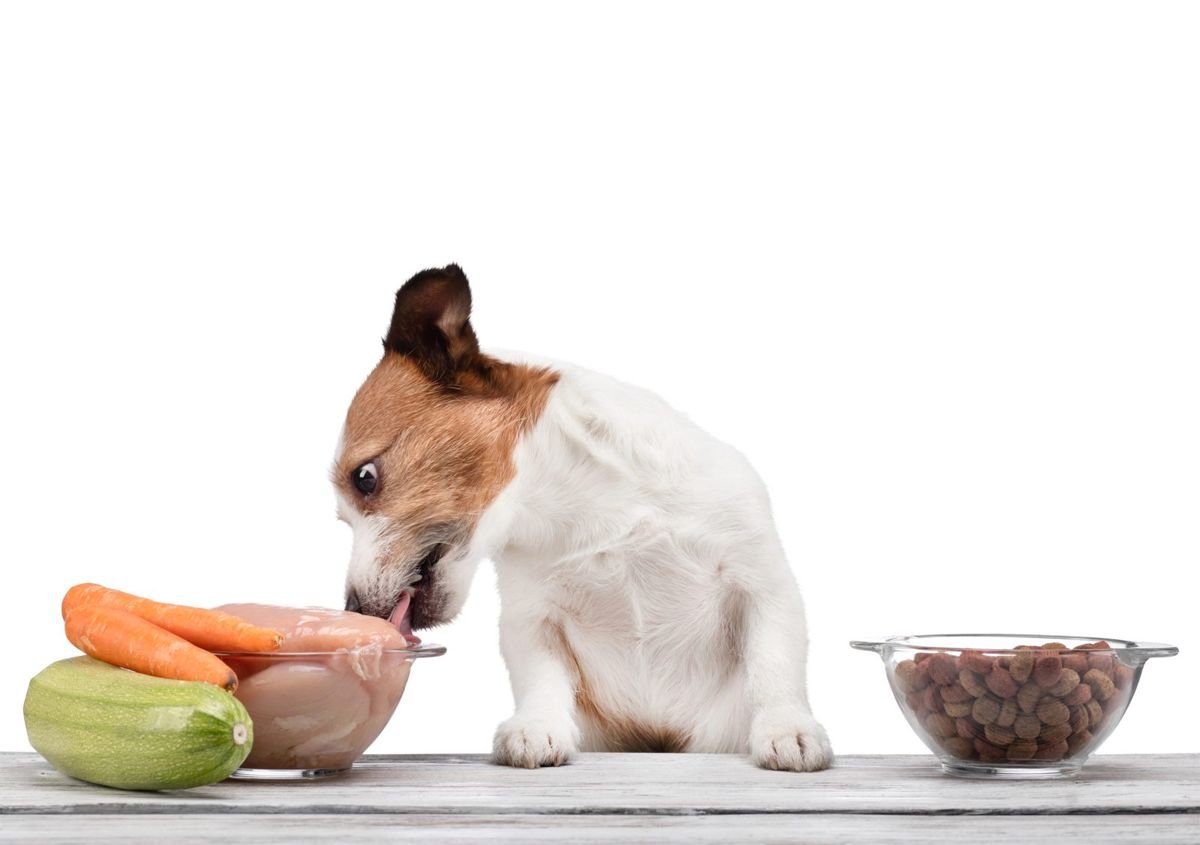 Dog food carrot zucchini chicken - Can Dogs Eat Cucumbers and Zucchini
