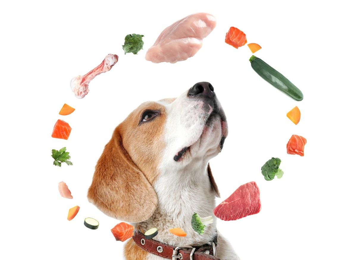 Dog beagle food diet chicken - Can Dogs Eat Hot Dogs and Sausage