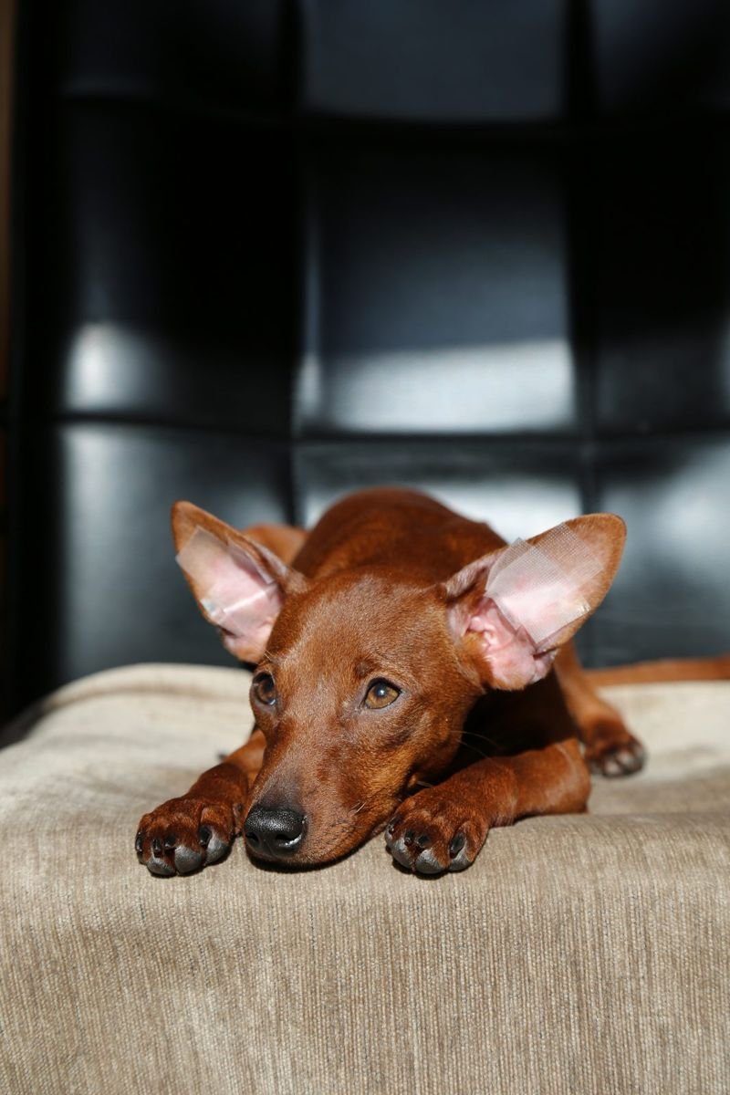 A sad dog is lying on a chair the dogs muzzle is close a sick pet