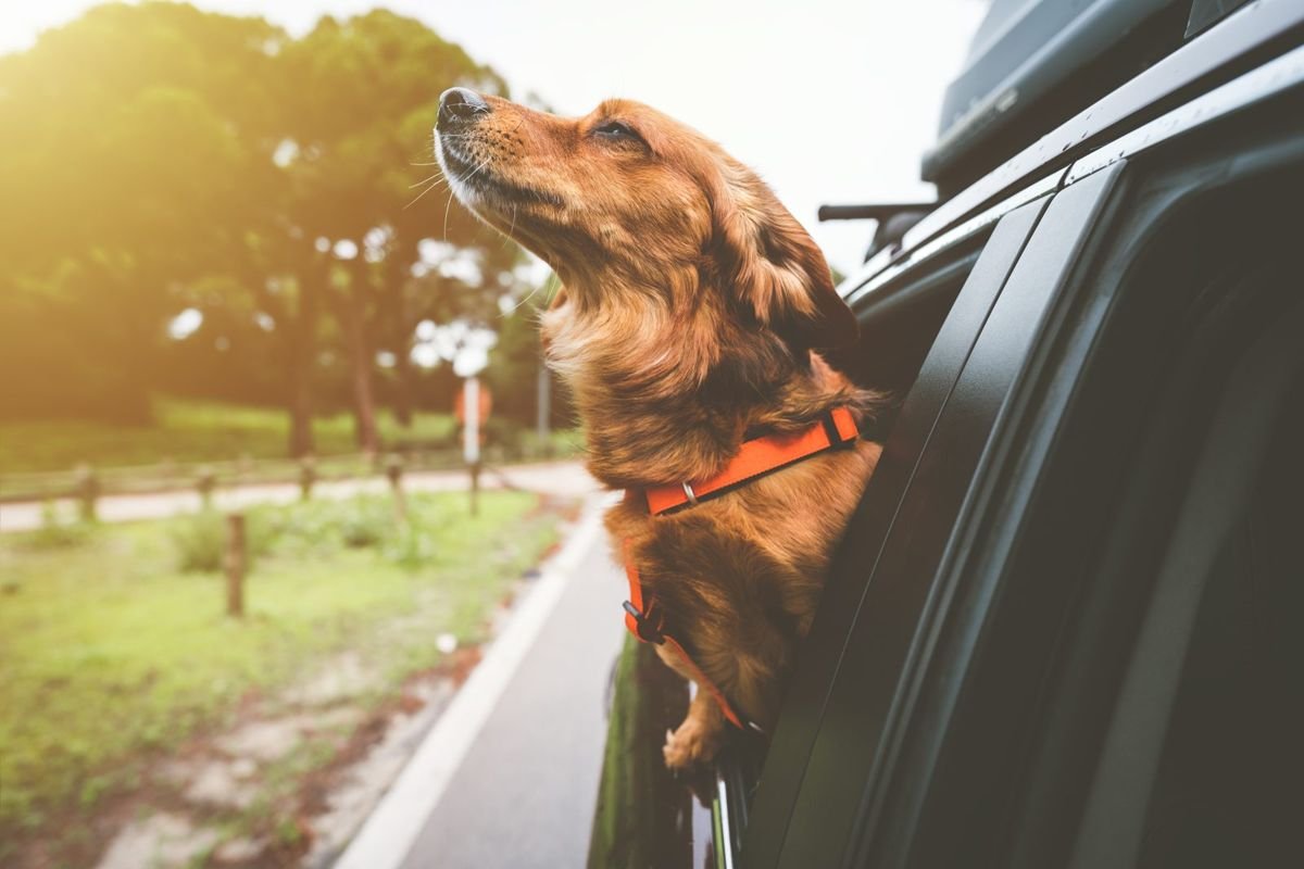 Dachshund dog riding in car and looking out from car window happy