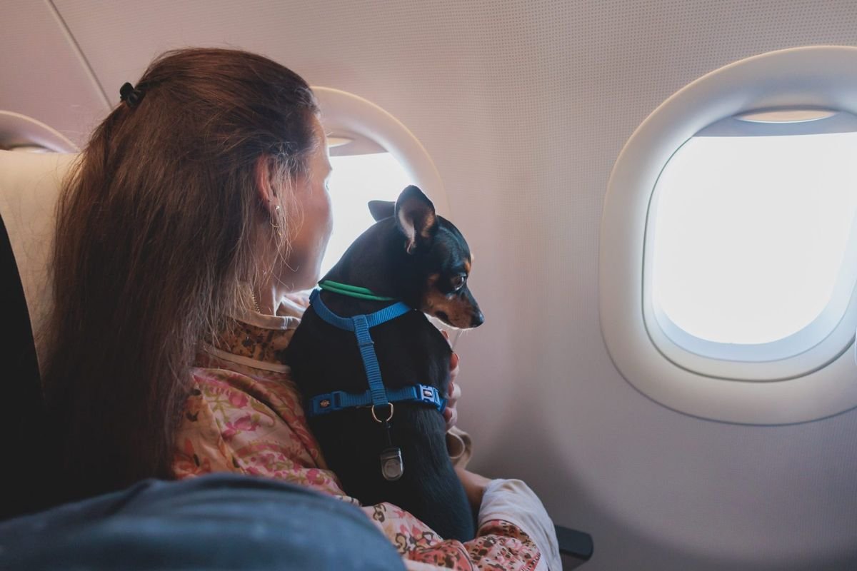 Dog plane travel human - Car Sickness in Dogs