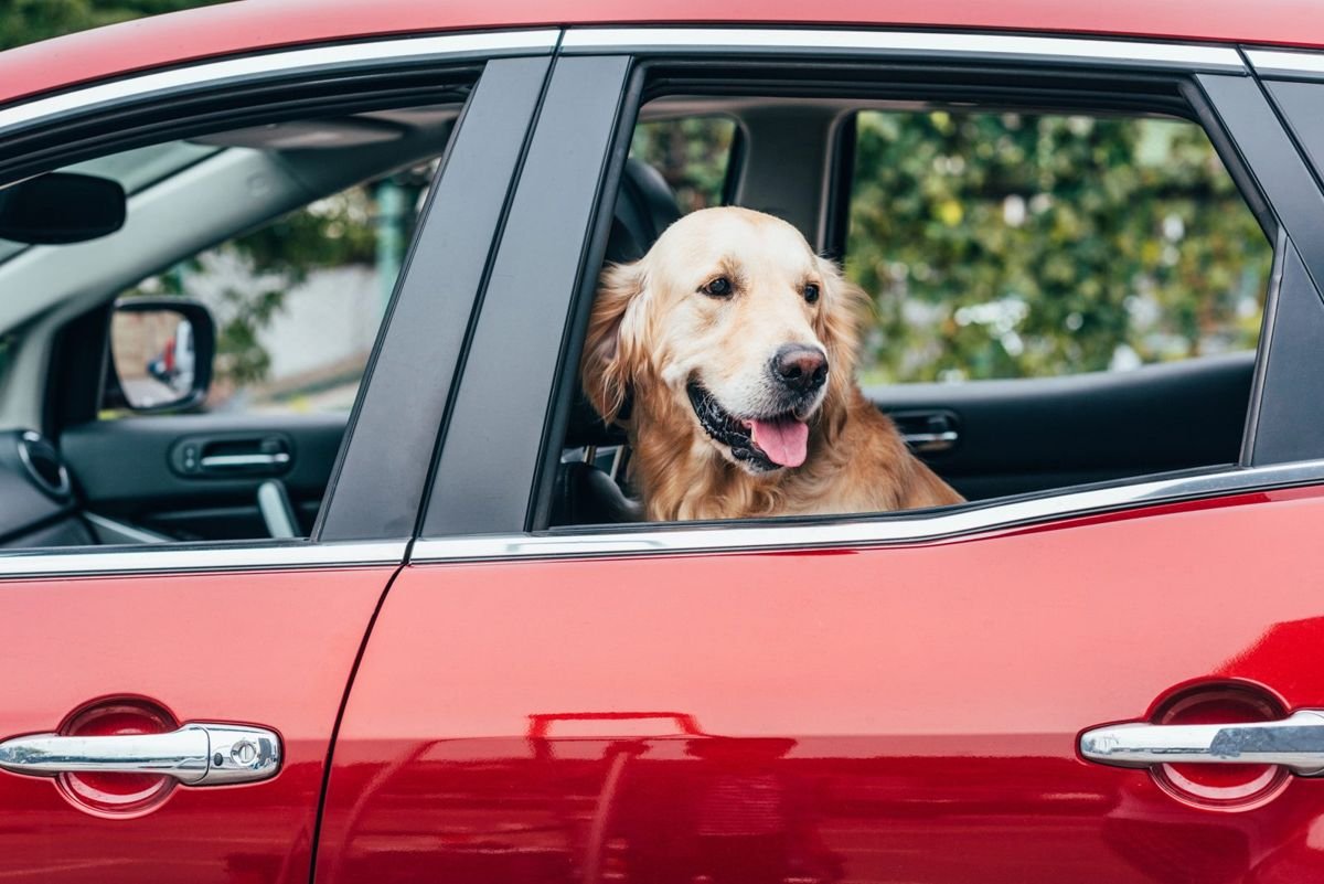 Dog car travel window golden - Car Sickness in Dogs