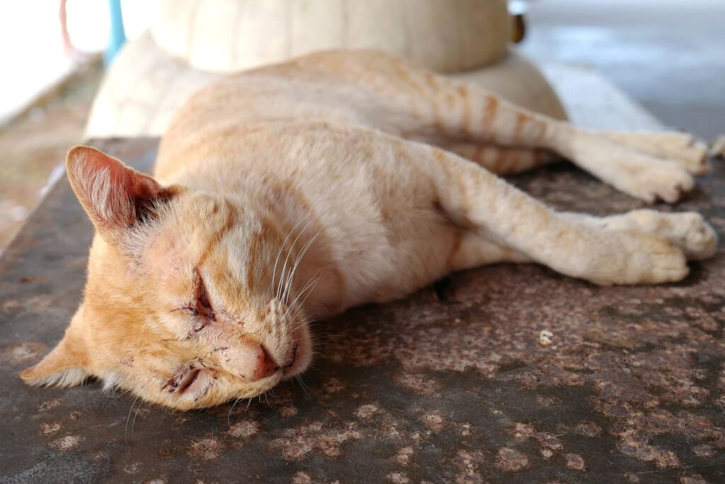 cat lethargic
