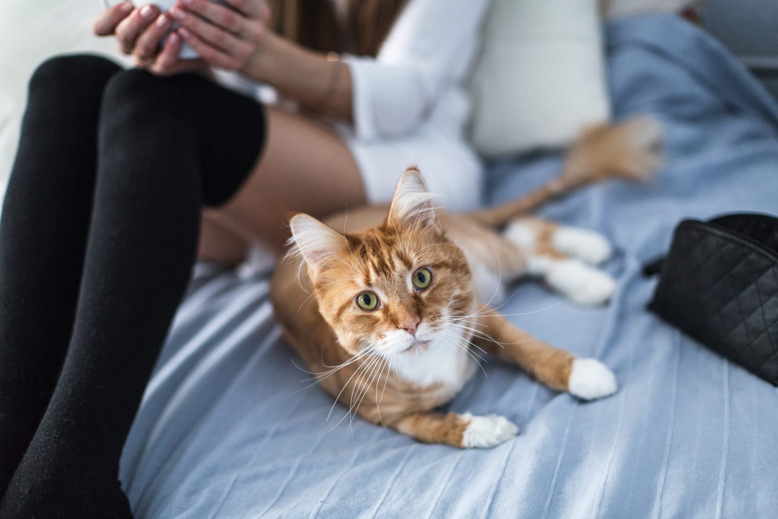 Orange tabby lying on bed with woman – cat lethargic
