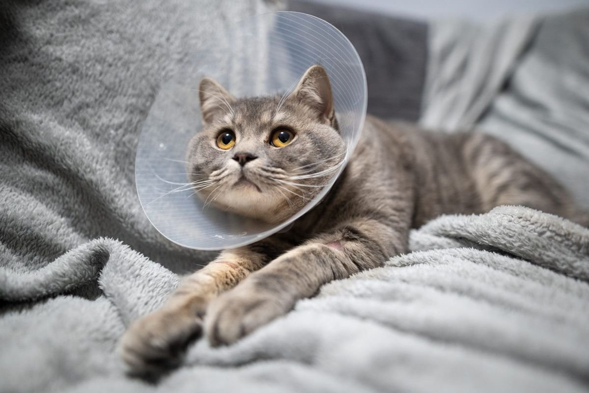 Sick gray scottish straight breed cat wearing pet medical collar