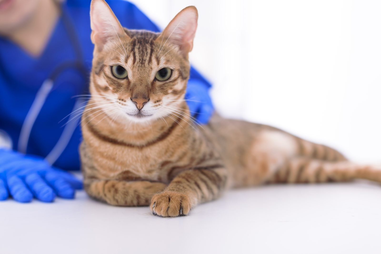Tabby cat lying on vet table – cat lethargic