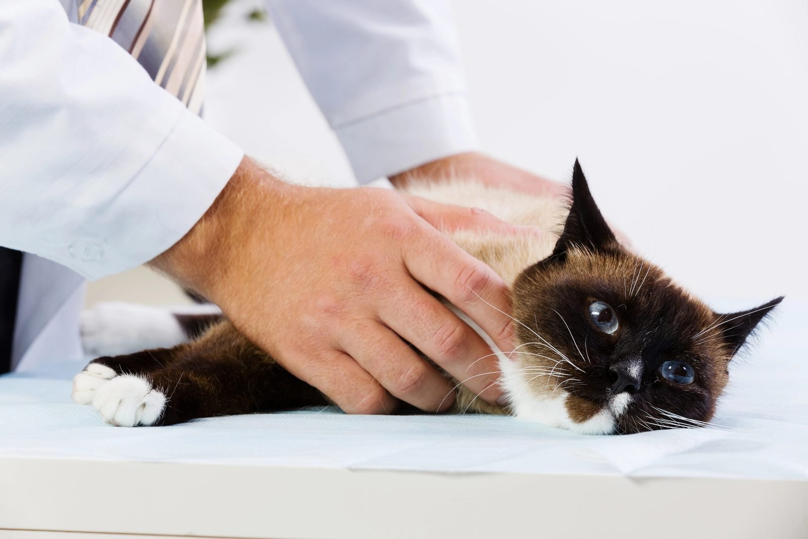 Vet examining siamese cat on table – cat wheezing