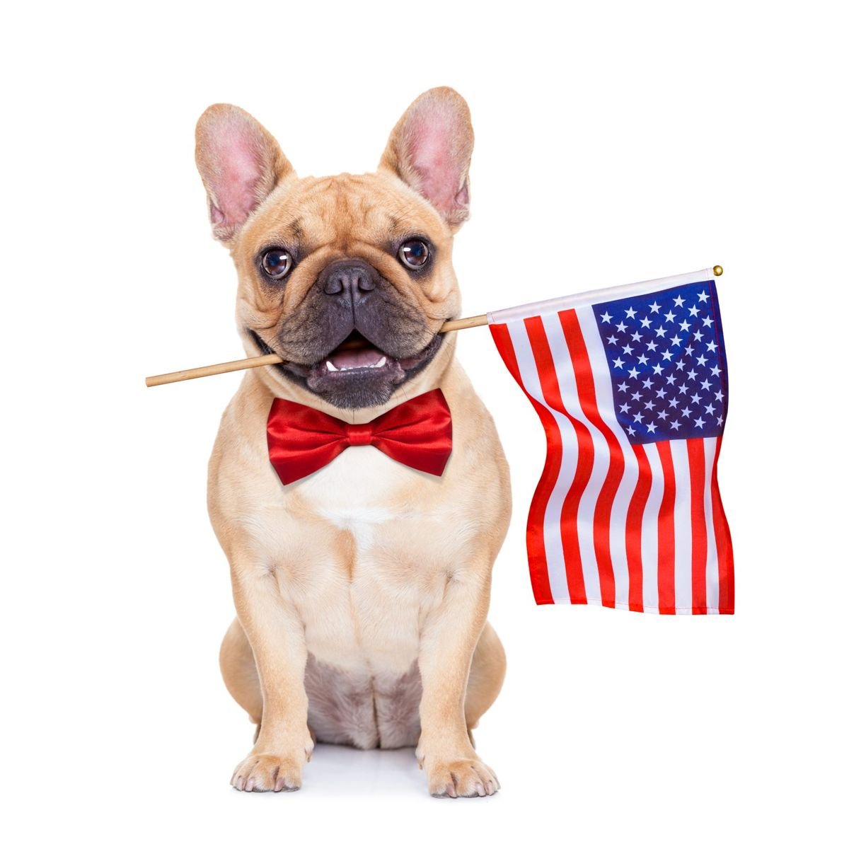 Fawn french bulldog - Cherry Eye in Dogs: What That Red Bump Means