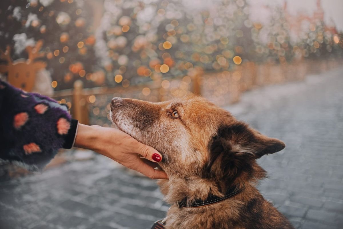 Dog senior hand outdoor - Cushing’s Disease in Dogs