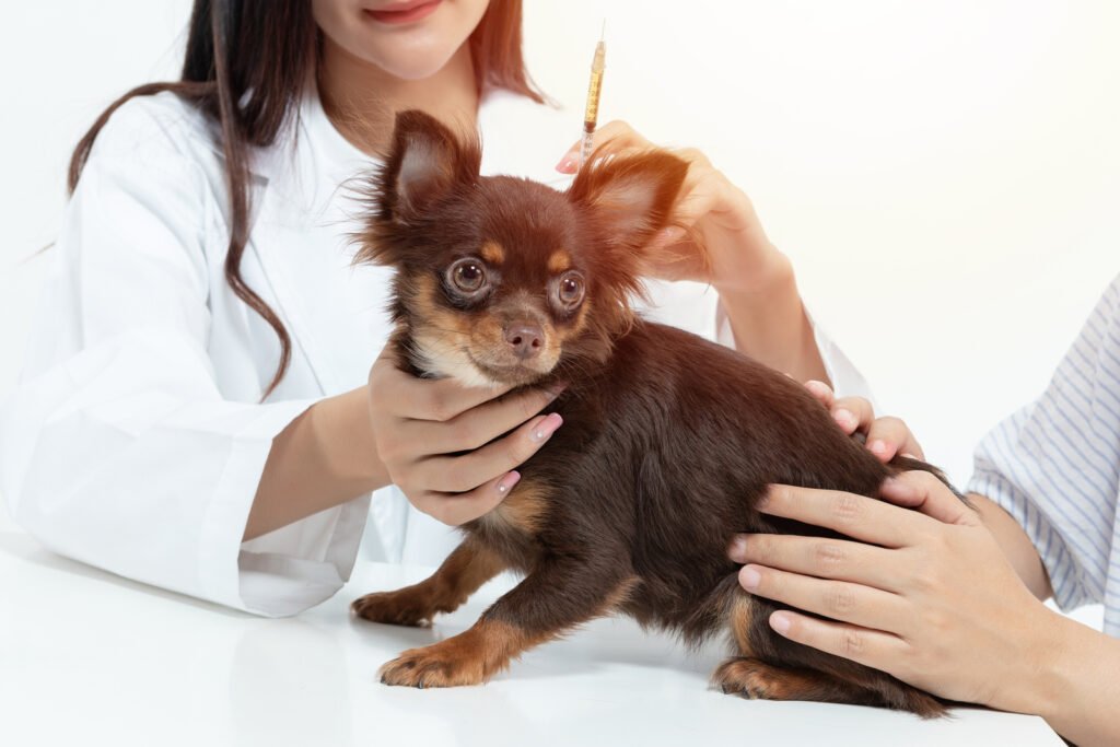 Vet doctor is examining the dog and treating it by injecting med – How Often Should You Take Your Dog to the Vet