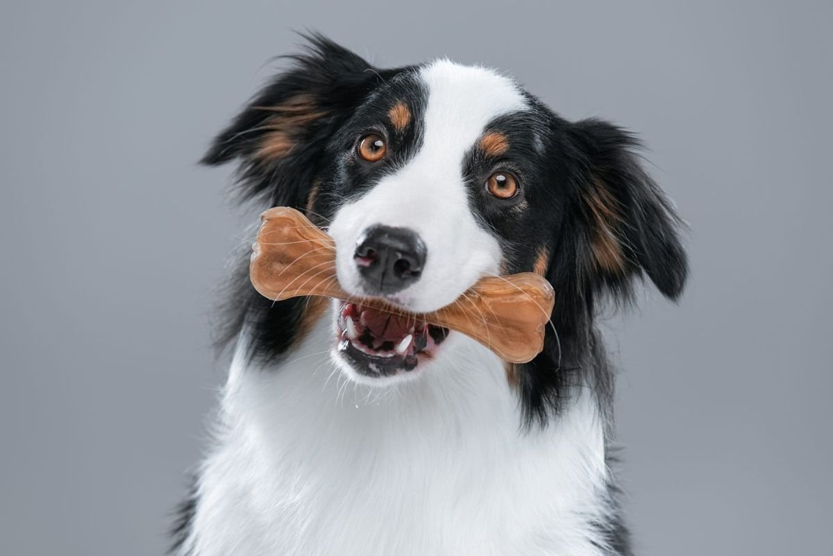 Australian shepherd dog on gray - Deaf Dogs: Signs of Hearing Loss and How to Help