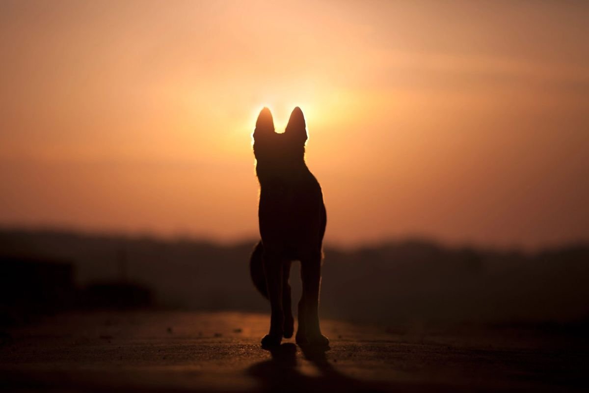 Dog silhouette sunset shepherd senior