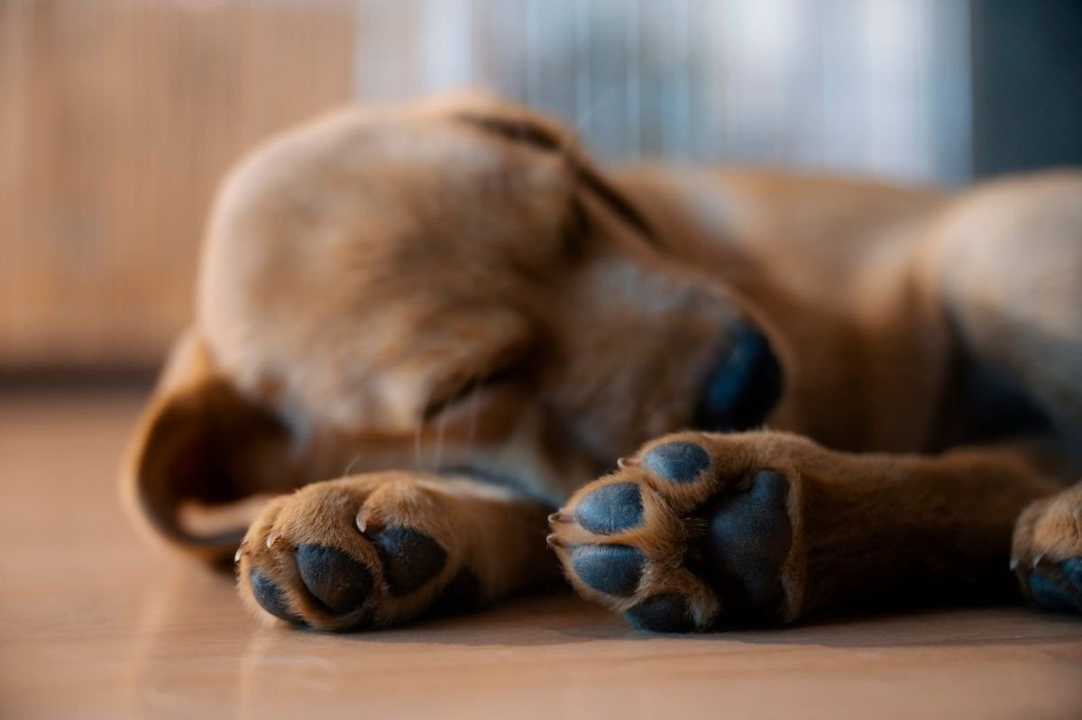 Dog paws sleep closeup - Do Dogs Dream