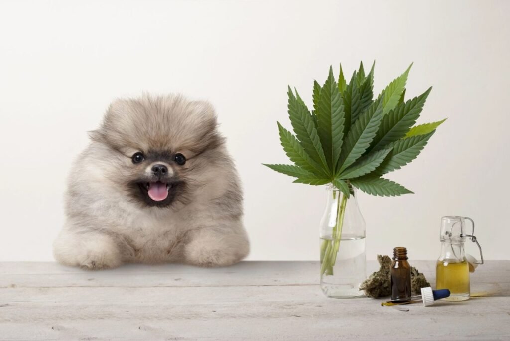 Dog pomeranian cannabis marijuana hemp