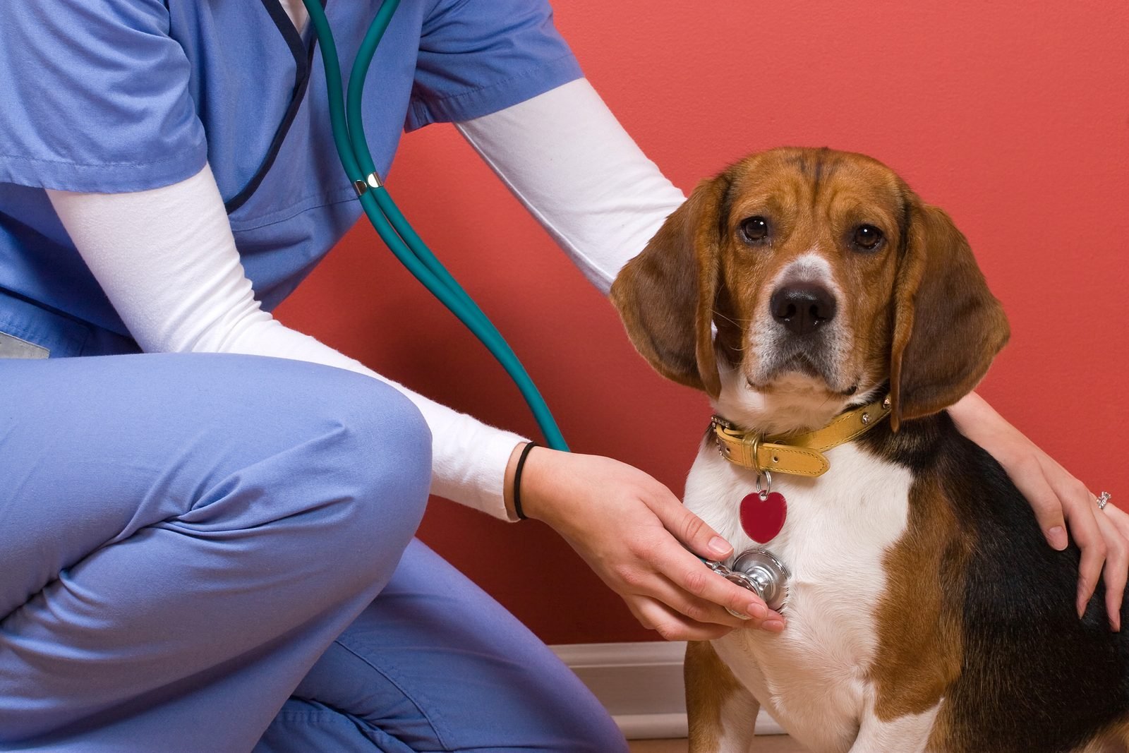 Beagle vet exam with stethoscope – heartworm prevention for dogs