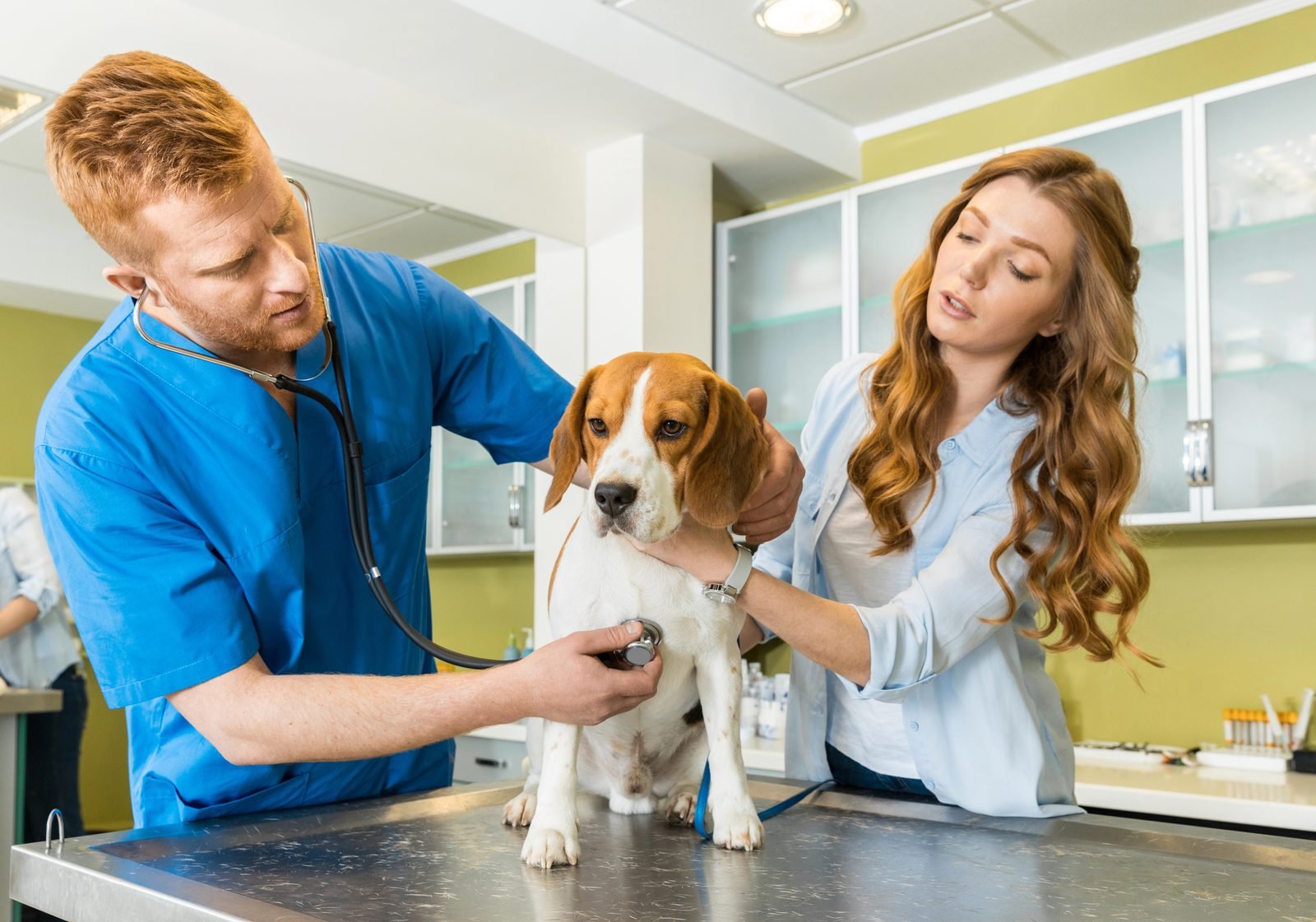 Beagle vet examination stethoscope – heartworm prevention for dogs