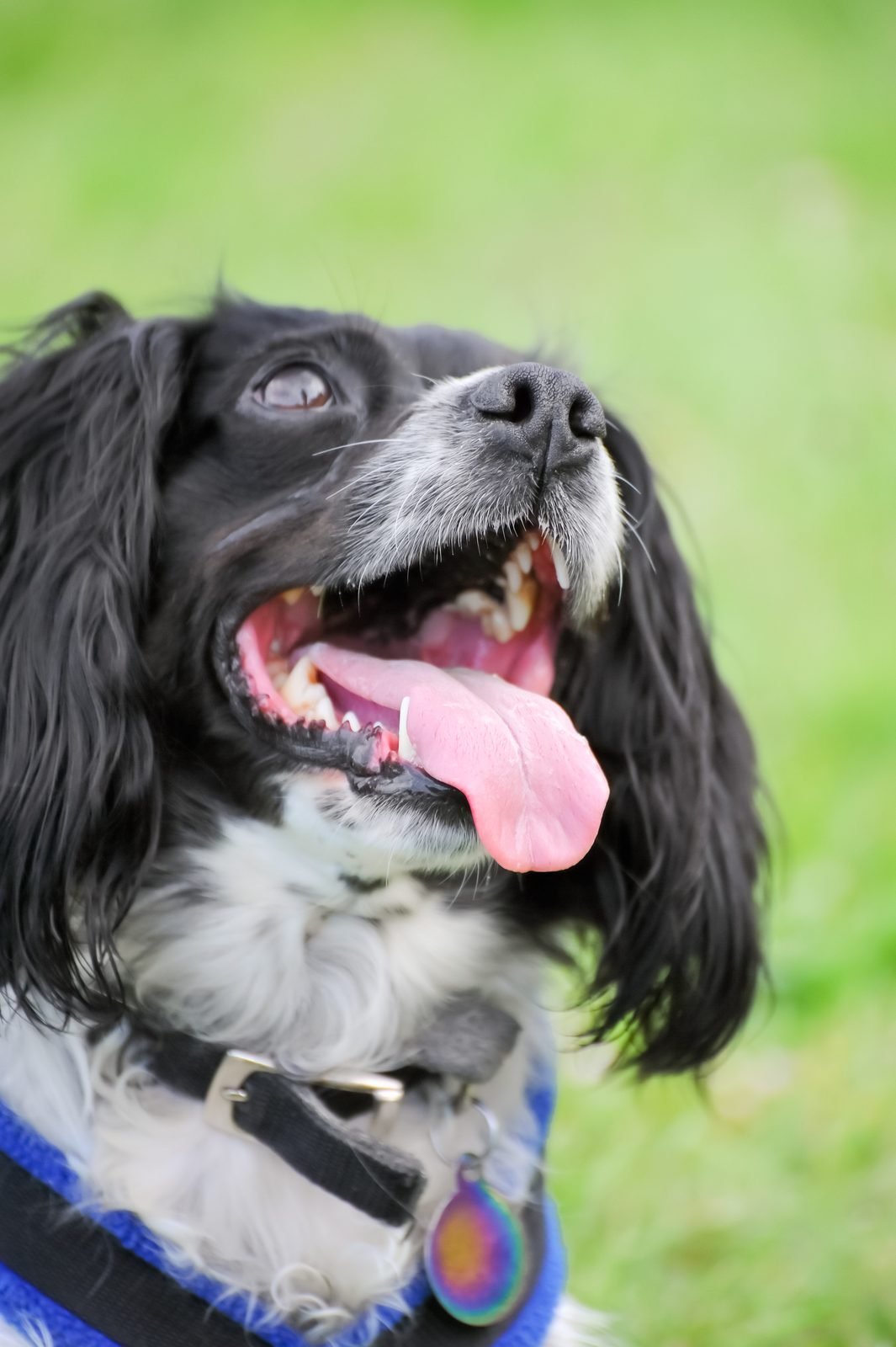 Dog Panting at Night: Causes and When to Call a Vet