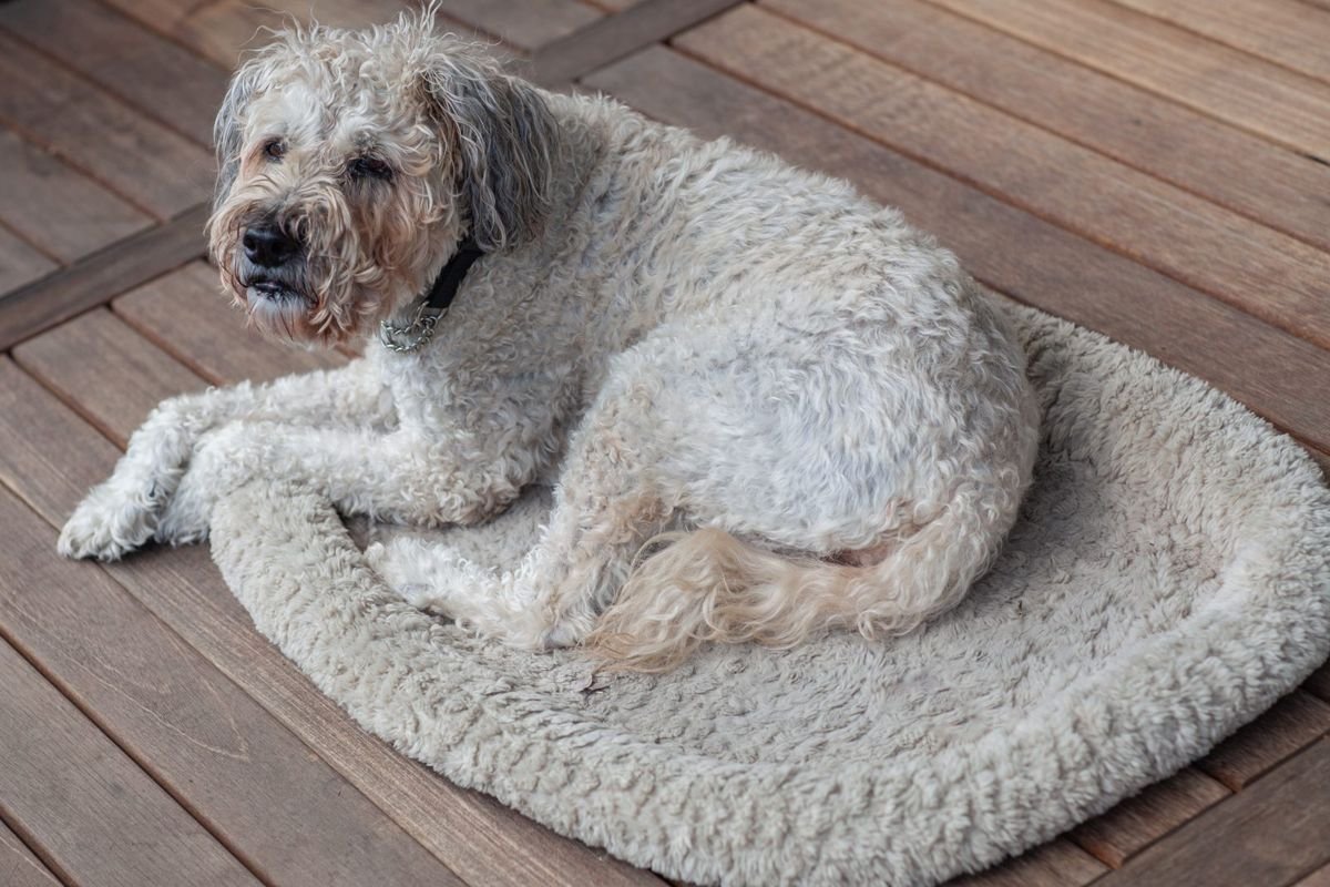 Portrait of an old sick dog lying in his bed on the terrace