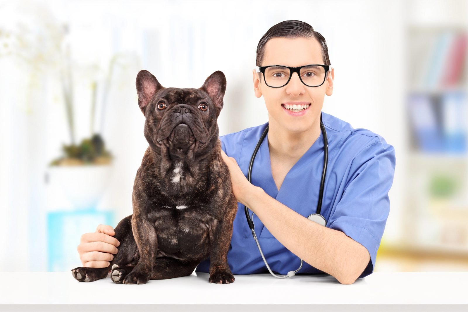 French bulldog with smiling vet – blood in dog urine