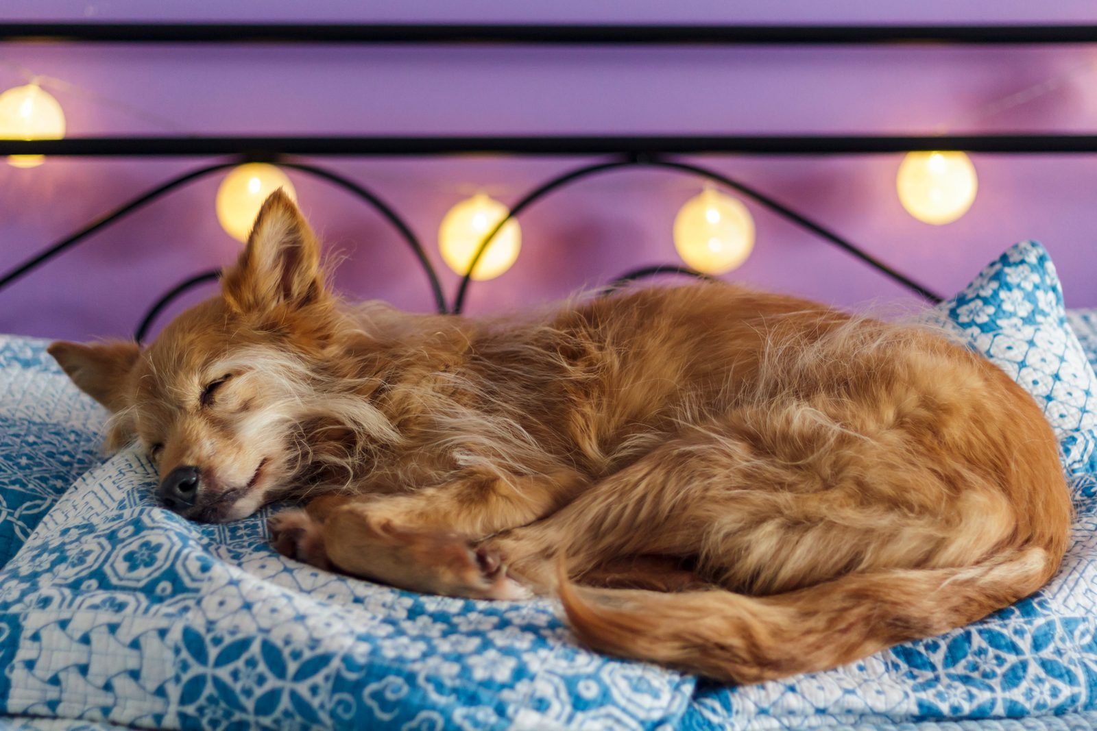 Golden mixed breed sleeping on bed with string lights – dog panting at night