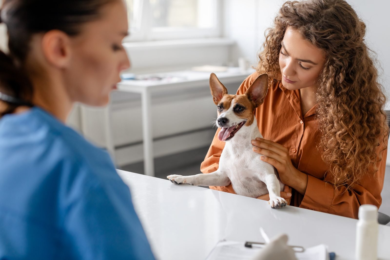Jack russell with owner at vet clinic table – mobile vet