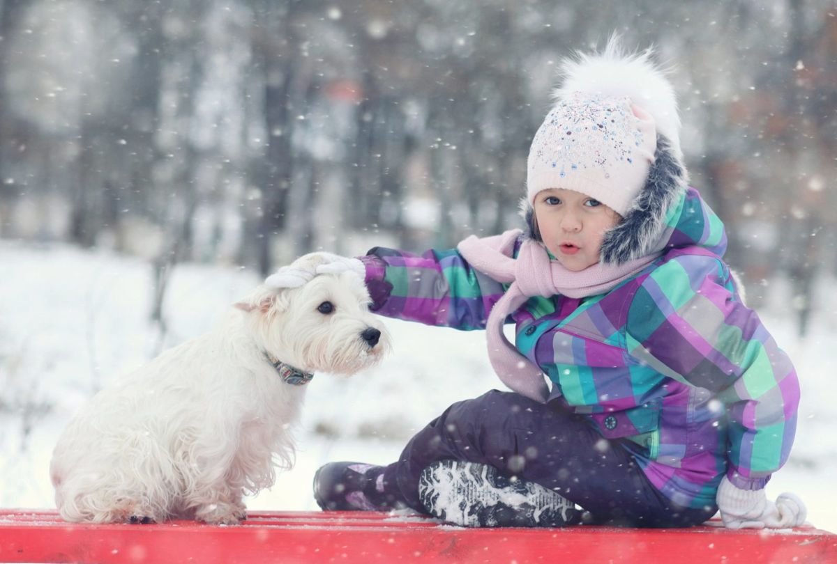 Dog child winter snow westie - Dog Nosebleeds: Causes and When to Worry