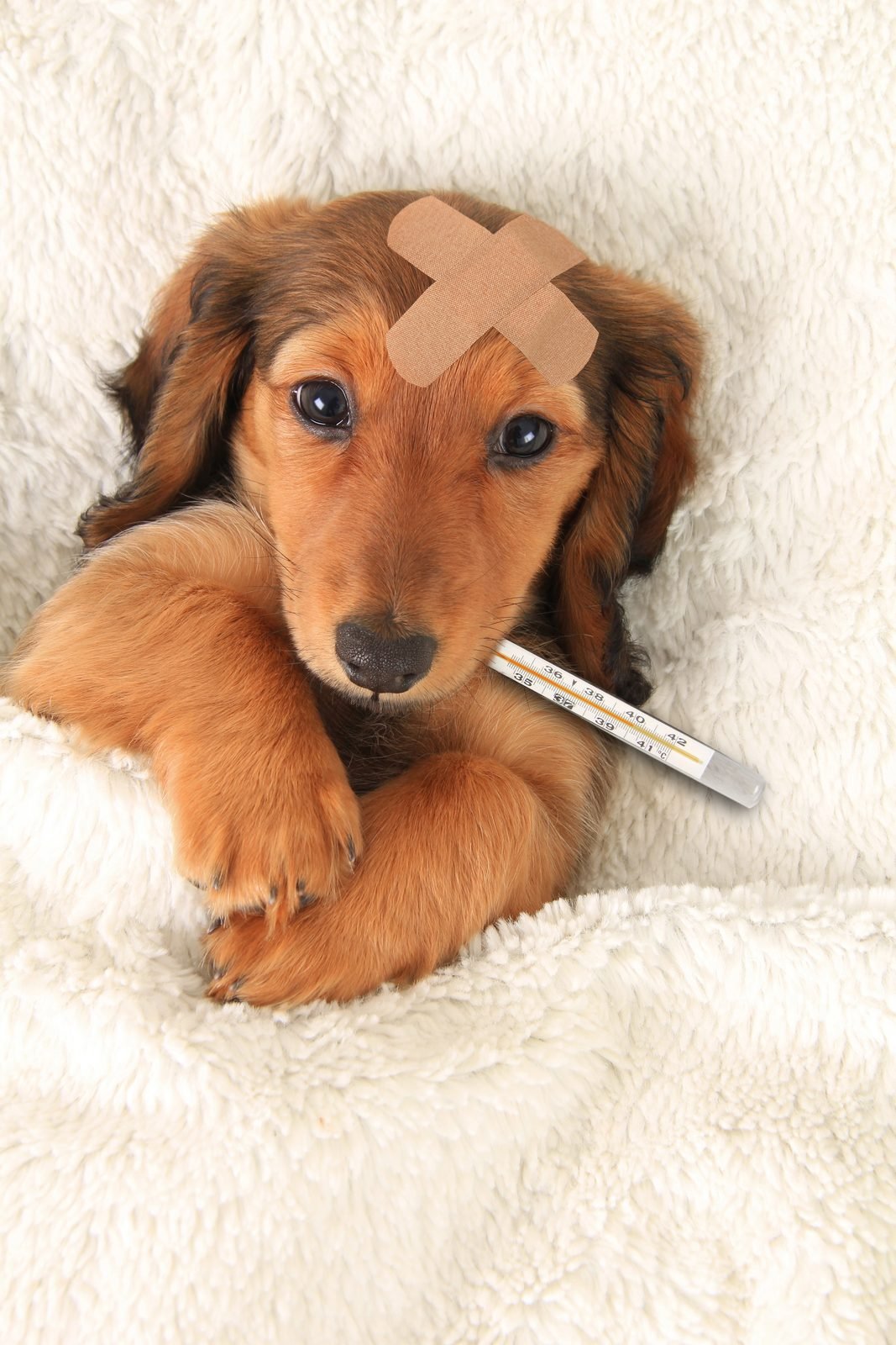 Sick dachshund puppy with thermometer and bandage – dog lethargic