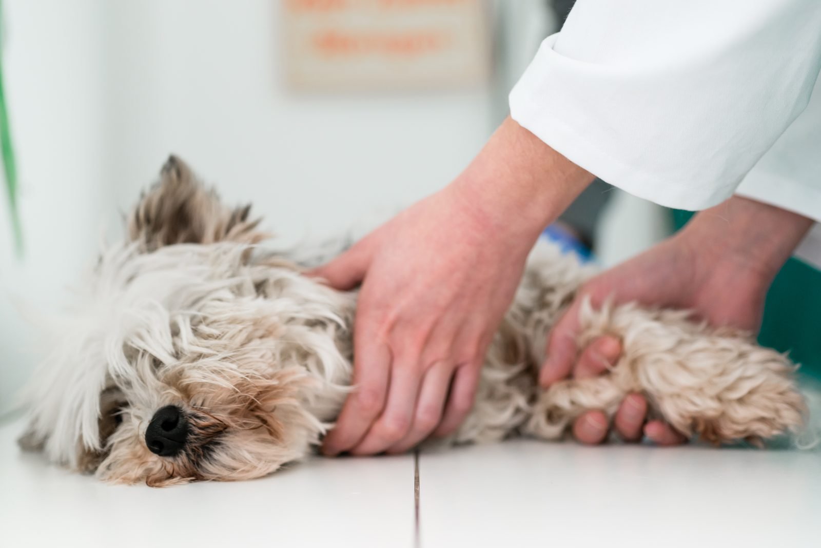 Sick fluffy dog lying on clinic table with vet – mobile vet