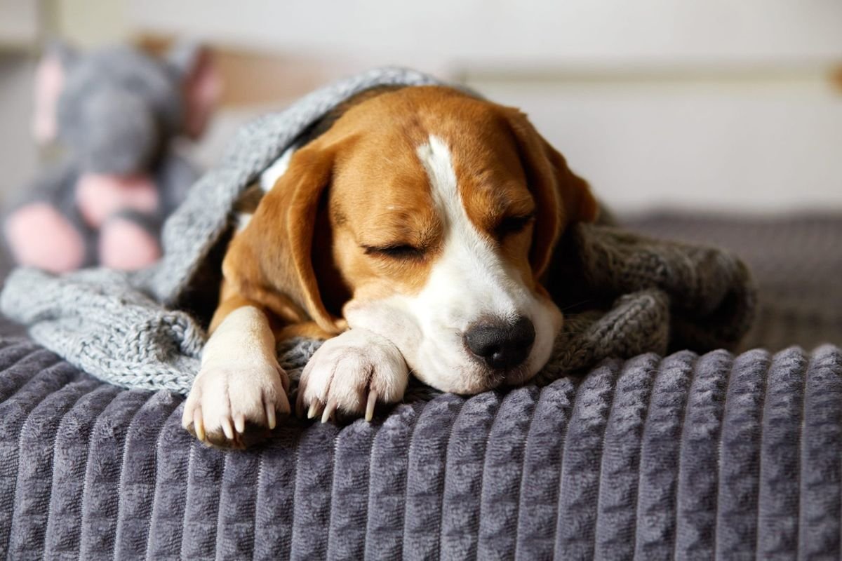 Dog beagle sleep blanket - Dog Sleeping Positions: Why Your Dog Sleeps on Your Feet or on Their Back